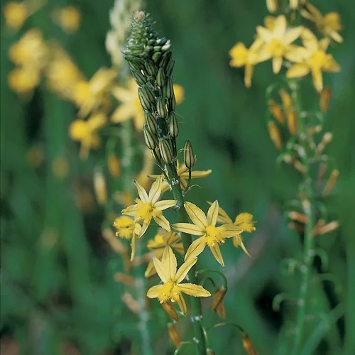 Bulbine jaune. Le pot de 3 litres