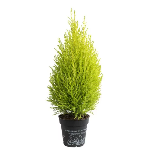 Cupressus Gold Crest ou Cyprès doré. Le pot de 1 litre