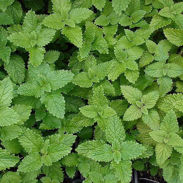 6 x Mélisse citronnelle – Melissa officinalis, godet 9cm x 9cm