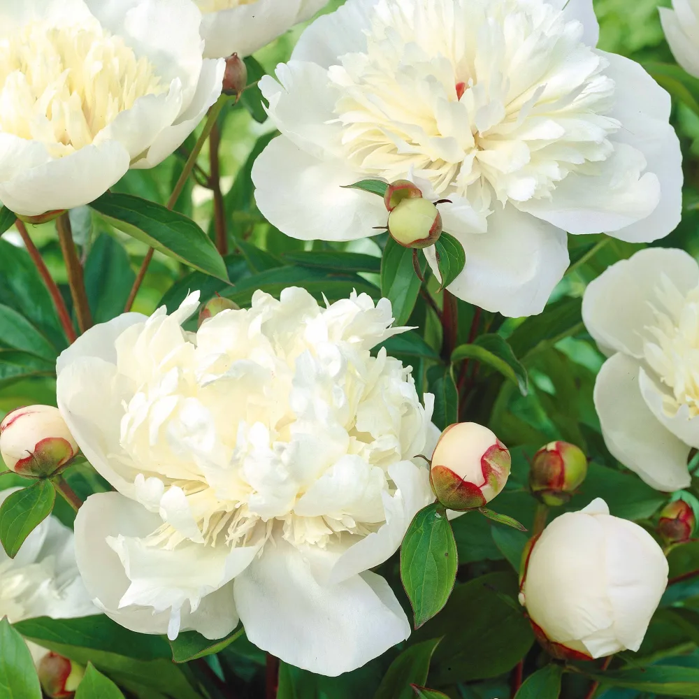 Pivoine Immaculée Paeonia lactiflora x immaculée