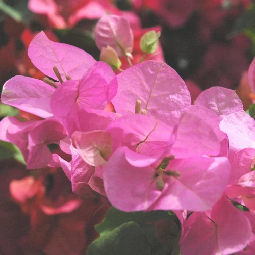 Bougainvillee Alexandra Touffe - Le pot de 17 cm