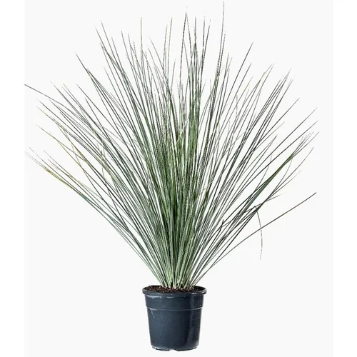 Dasylirion Longissimum. Le pot de 15 litres