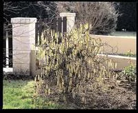 Noisetier Contorta (Corylus Avellana) 60/90. Le pot de 5 litres