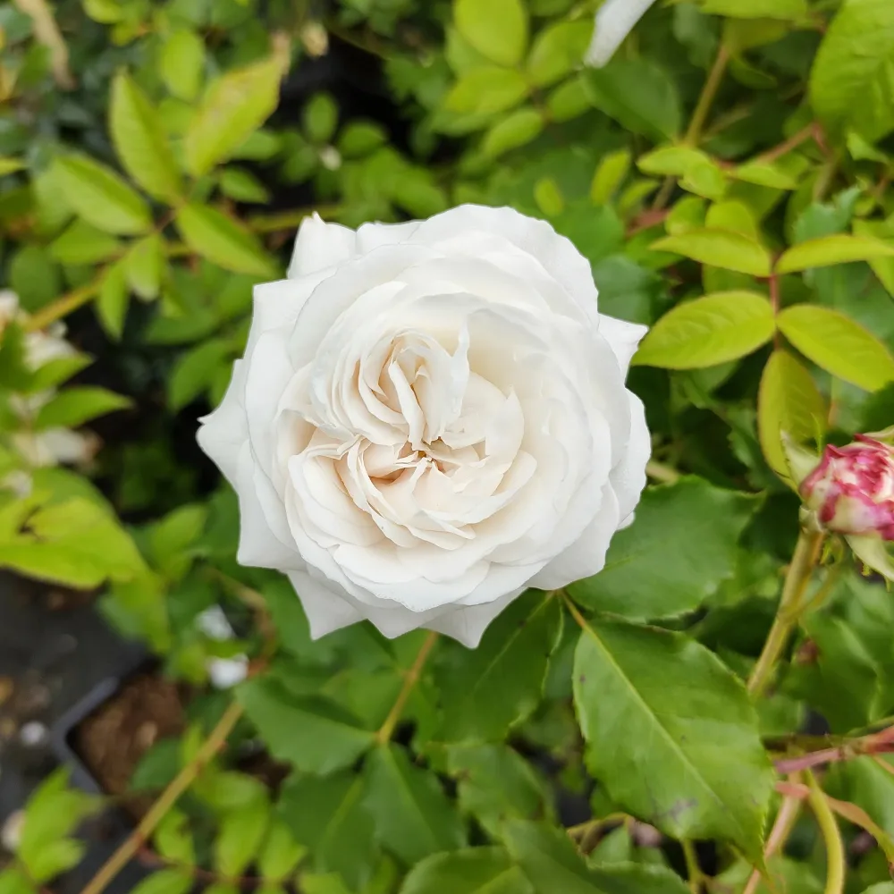 Rosier botanique Boule de Neige Rosa boule de neige