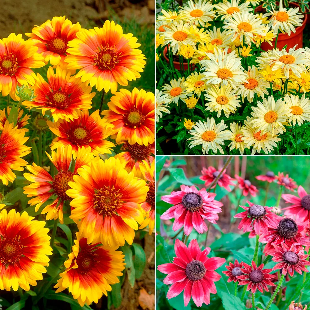 Collection de 6 Marguerites colorées Rudbeckia Cherry Brandy, Gaillardia Kobold, Leucanthemum Banana Cream
