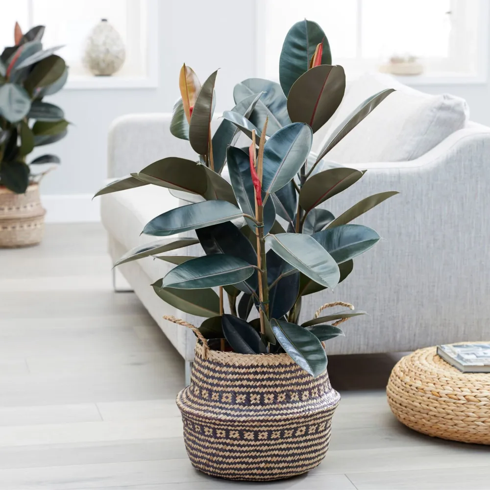 Caoutchouc Abidjan Ficus elastica Abidjan
