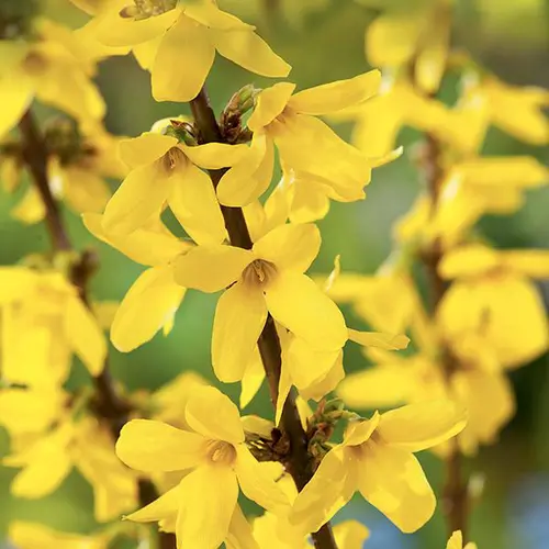 Forsythia ‘Lynwood’ jaune. Le pot de 7L