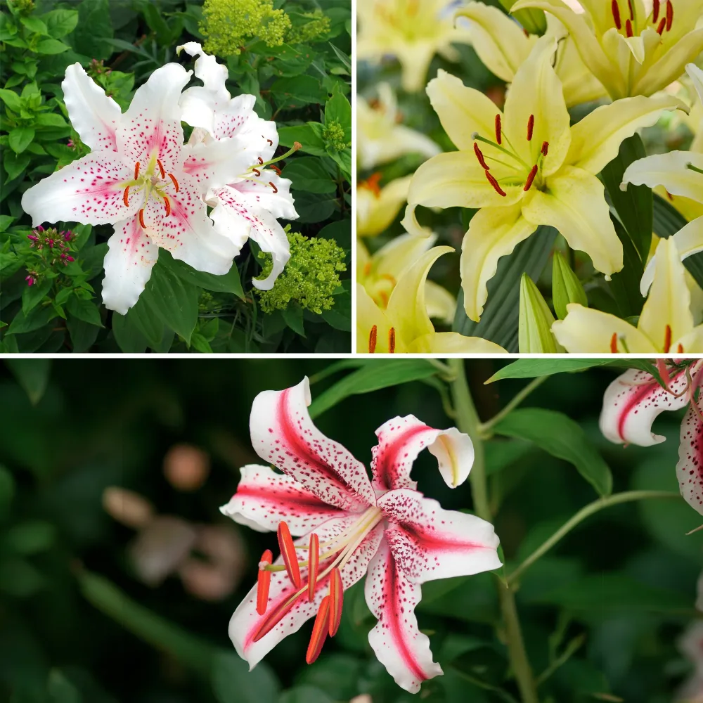 Trio de lis orientaux parfumés Lilium orientalis Dizzy, Muscadet, Gold Party