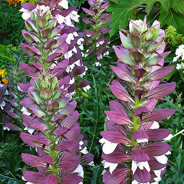 6 x Acanthe de Hongrie – Acanthus hungaricus, godet 9cm x 9cm