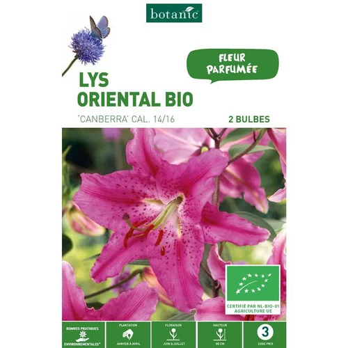 Lys Oriental Canberra bio rose botanic® - 2 bulbes