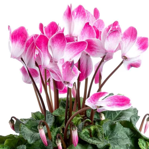 Cyclamen Indiaka à fleurs roses - La jardinière de 40 cm