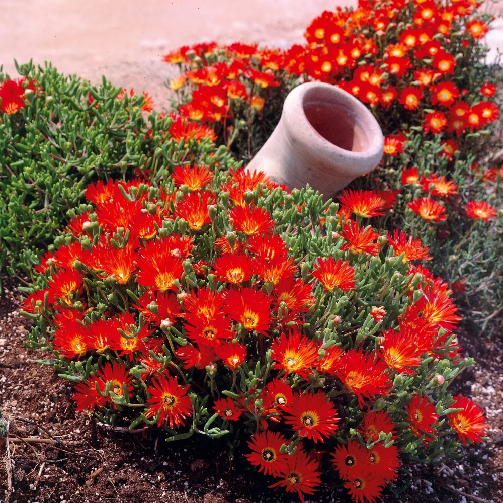 3 Ficoïdes rouges Lampranthus aurantiacus