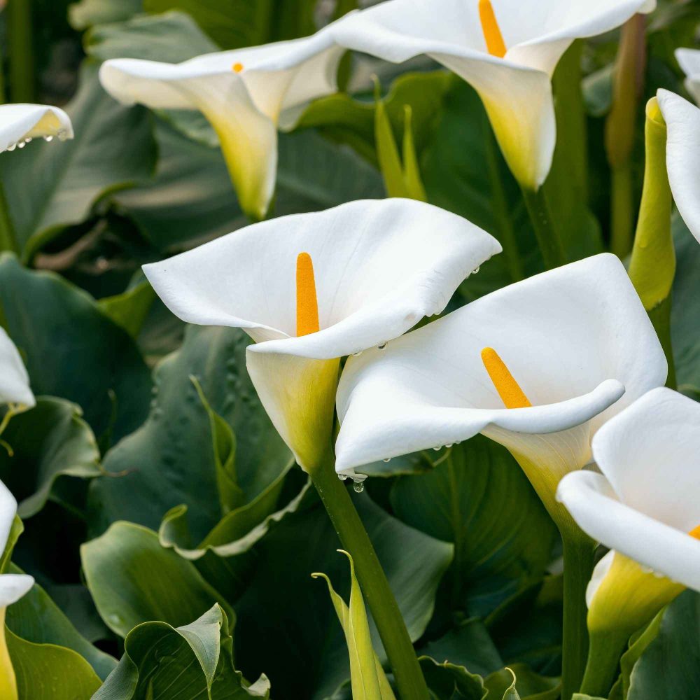 2 Arums blanc d'Ethiopie Zantedeschia aethiopica