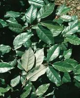 Elaeagnus Ebbingei ou Olivier de Bohême 100/125 cm