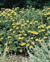 Phlomis Russeliana - Le pot de 3 litres