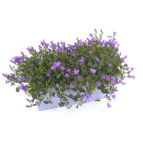 Campanule Addenda - La jardinière de 40 cm