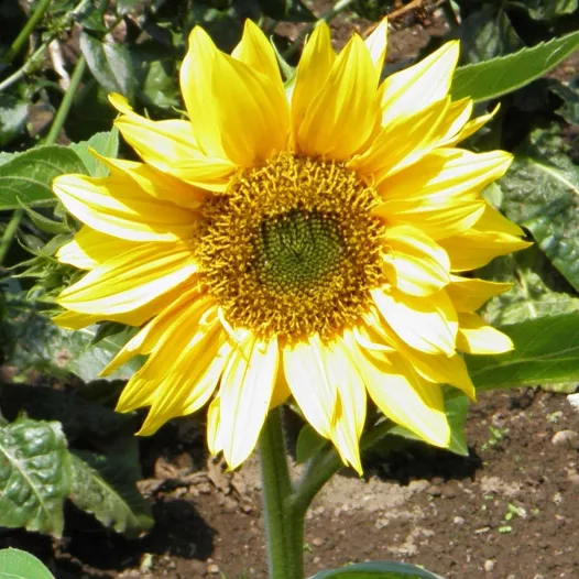 Zonnebloem zaad | Zonnebloem dwerg geel