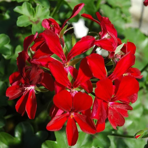 Géranium Lierre double à fleurs multicolores - Le pot de 1 litre