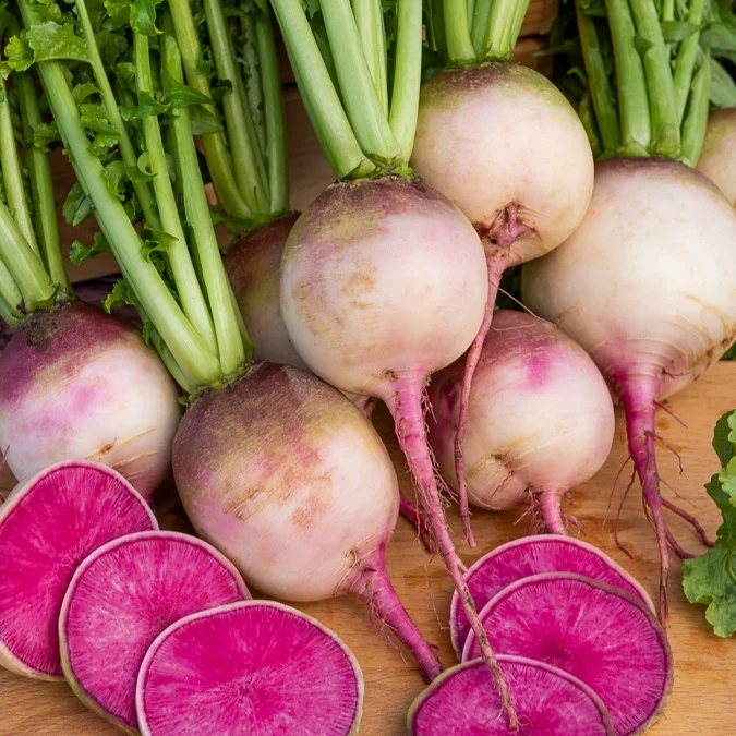 Radis Red Meat Raphanus sativus red meat