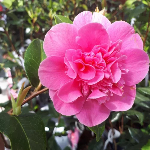 Camélia Japonica varié palissé. Le pot de 18 litres