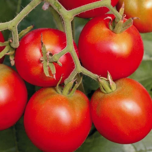 Tomate Ronde Précoce De Quimper bio. Le pot de 9 x 9 cm