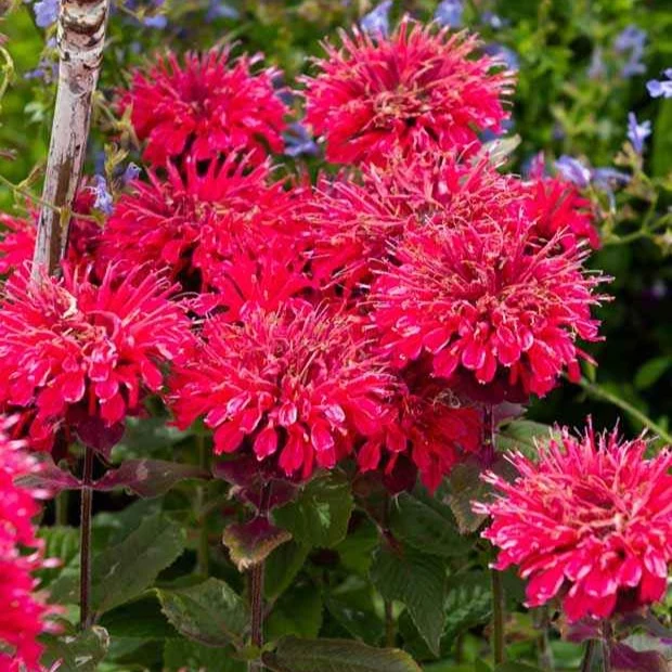 Monarde Bee Happy ® Monarda bee happy