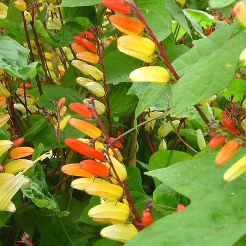 Mina Lobata Tippi - Le pot de 1 litre