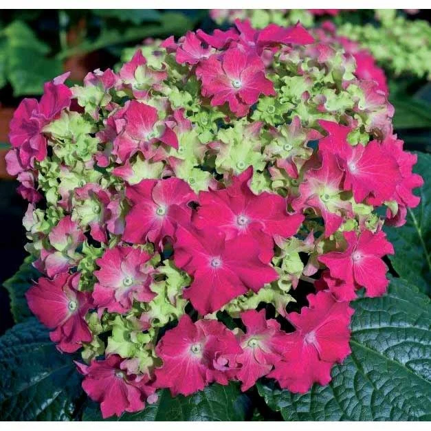 Hortensia Frisotté rouge Hydrangea macrophylla curly® sparkle red