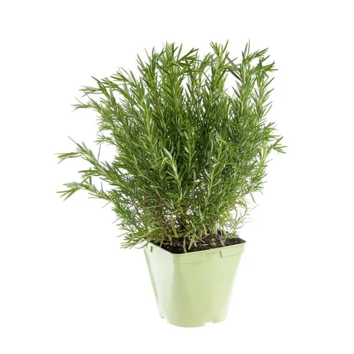 Romarin Officinal Bio. Le pot de 2,5 litres