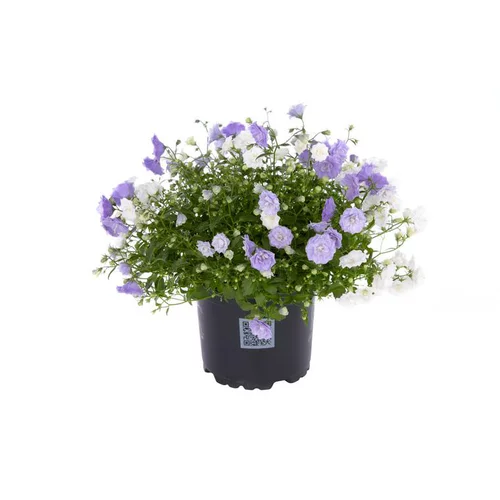 Campanula Blue Wonder - Le pot de 10.5 cm