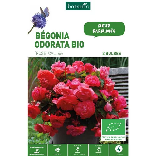 Bégonia Odorata bio rose botanic® - 2 bulbes