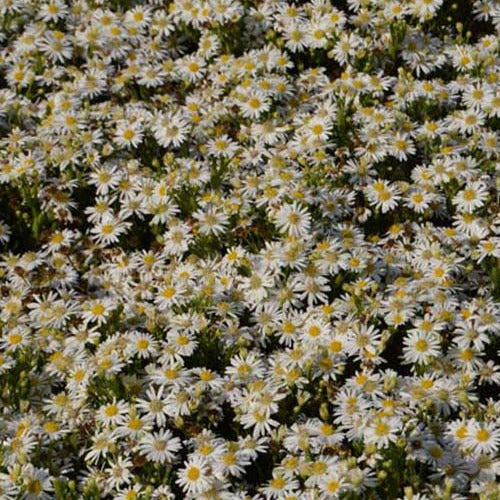 Aster nain d'automne Starshine Aster ageratoides starshine