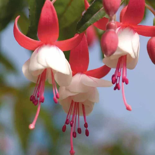 Fuchsia Alice Hoffman - Le pot de 9 x 9 cm