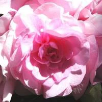 Impatiens à fleurs doubles - La jardinière de 40 cm