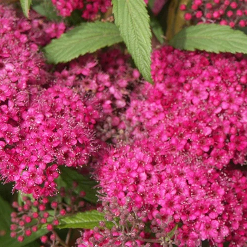 Spirée japonaise Dart's Red Spiraea japonica dart's red
