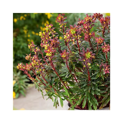 Euphorbe amygdaloïdes purpurea en pot de 3 litres