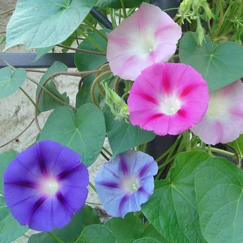 Ipomée ou Volubilis à fleurs bleues - Le pot de 4,5 litres