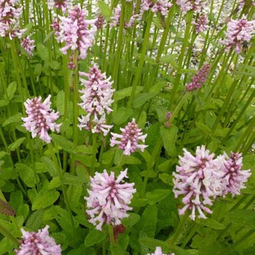 Epiaire Rosea Stachys monieri rosea