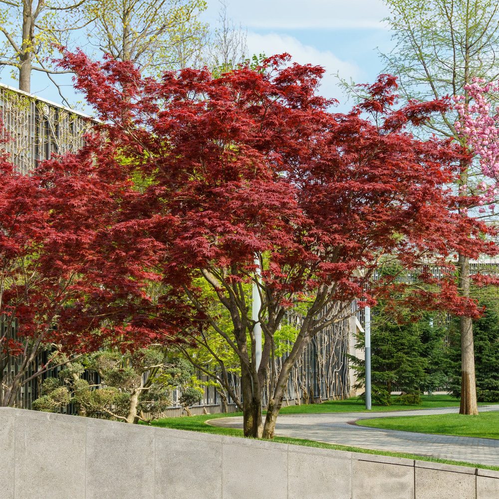 Erable pourpre du Japon Acer palmatum Atropurpureum