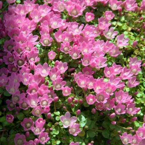 Mouron délicat Anagallis tenella