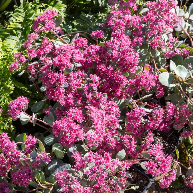 Sedum de Siebold Sedum sieboldii