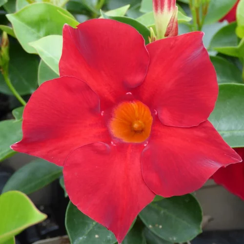Dipladenia Hybride Tricolore - Le pot de 1 litre