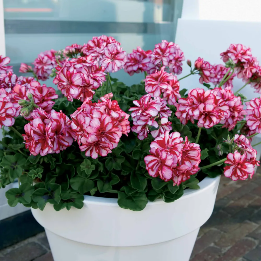 3 Géraniums-lierre bicolores Pelargonium peltatum nixe