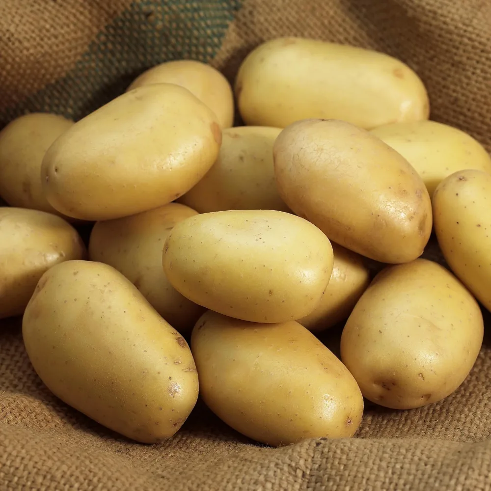 Pomme de terre Mona Lisa Solanum tuberosum mona lisa