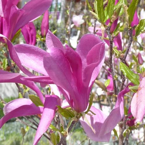 Magnolia Caduc Soulangeana – Pot de 4L