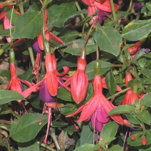 Fuchsia tom thumb rose en pot de 2 L