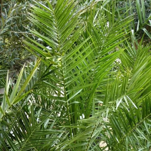 Phoenix Canariensis ou Dattier des Canaries 175/200 cm en pot de 35 L