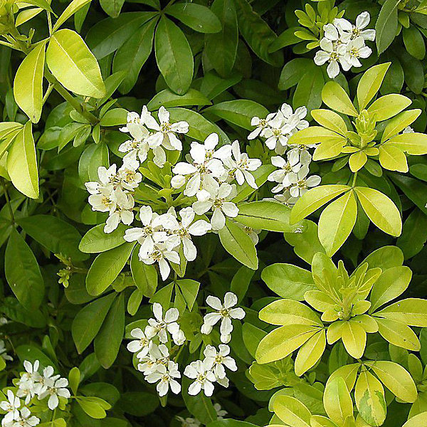 2 x Oranger du Mexique – Choisya ternata, 40-50 cm pot
