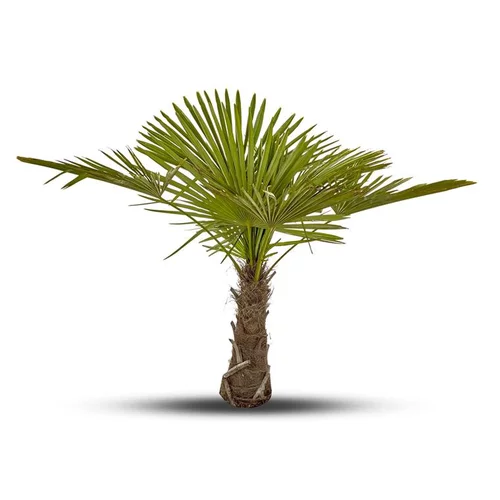 Palmier Trachycarpus Excelsa H 70/80 cm Tronc 20/30 cm en pot de 17 L