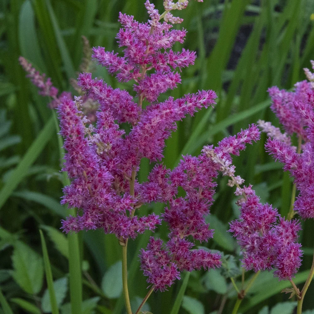 Astilbe du Japon Astilbe japonica 'elizabeth van veen'